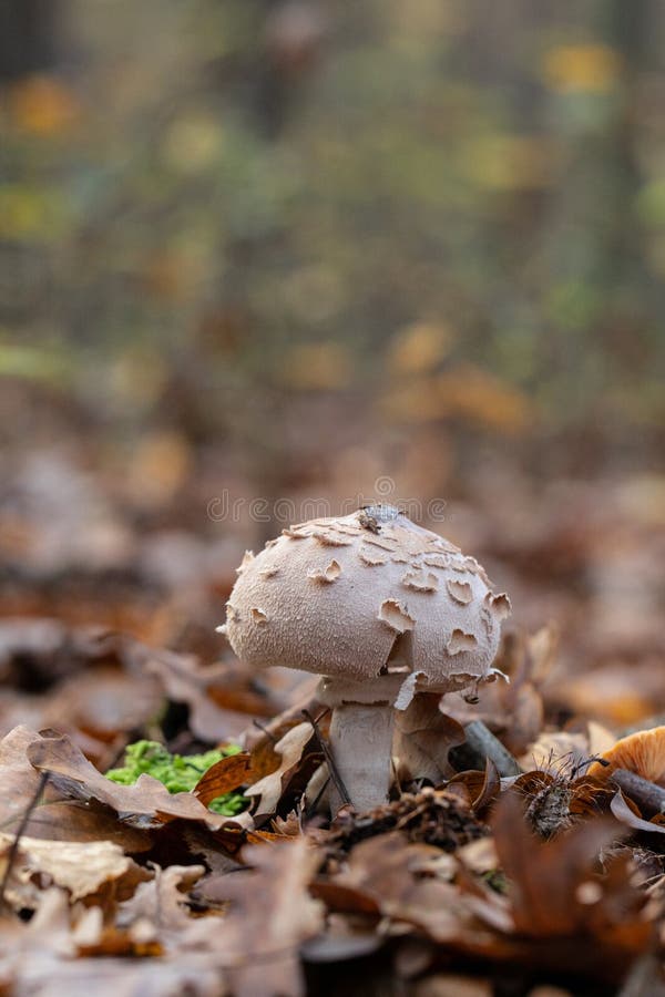 Drachen in Wald- macrolepiota Pilz im Drachenpilz der natürlichen Umwelt, der in Wald-kania czubajka wächst lizenzfreies stockbild
