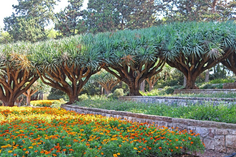 Dracos de Dracaena, les arbres de dragon des Îles Canaries ou dragos en parc Ramat Hanadiv, jardins commémoratifs de Baron Edmond de Rothschild, Zichron Yaakov, Israël