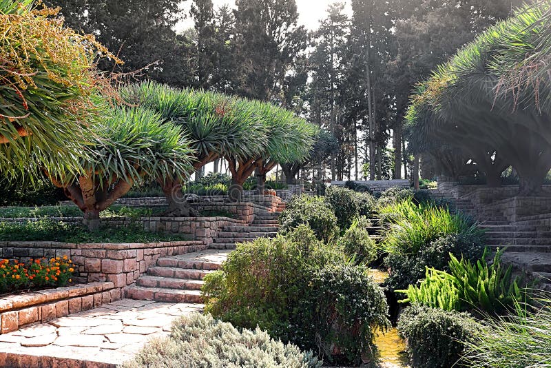 Dracos de Dracaena, les arbres de dragon des Îles Canaries ou dragos en parc Ramat Hanadiv, Israël images libres de droits