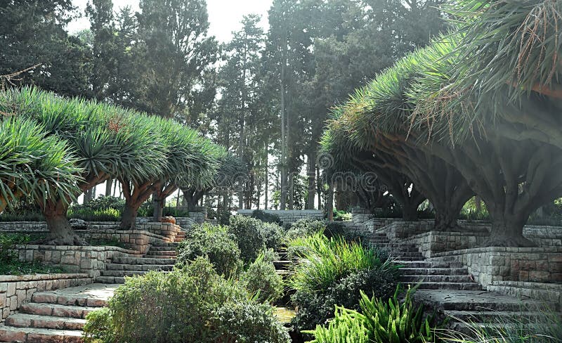Dracos de Dracaena, les arbres de dragon des Îles Canaries ou dragos en parc Ramat Hanadiv, Israël images libres de droits