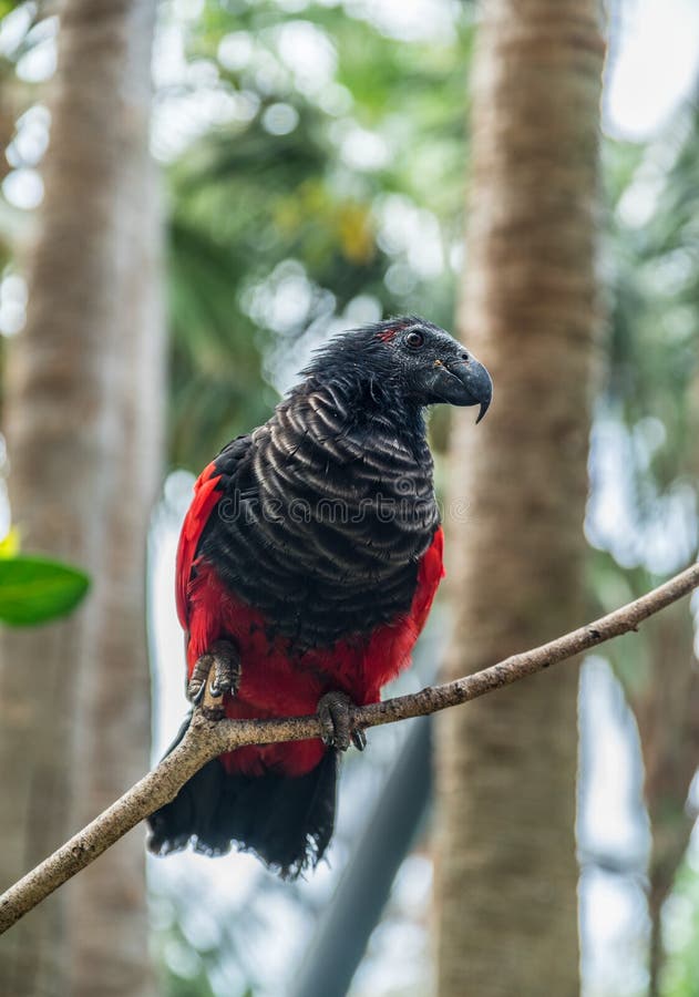 Dracula Parrot or Vulturine Parrot Sitting on a Branch. Blurred Nature