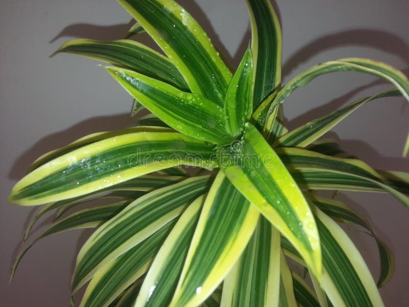 Draecena Reflexa: Песня Индии стоковые фотографии rf Draecena Reflexa: Песня Индии стоковые фотографии rf