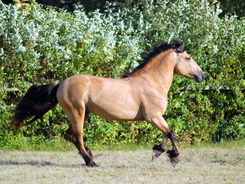 Draft horse runs gallop on the meadow