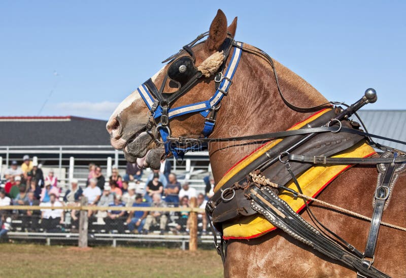 Draft Horses royalty free stock photo Draft Horses royalty free stock photo