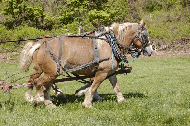 Team of Horses Pulling Farm Hay Wagon Stock Photo Image of ride