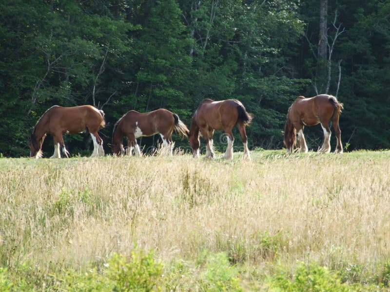 Draft horses grazing