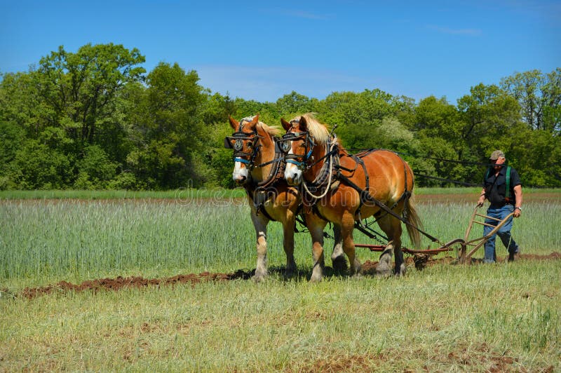 Draft Horses Plowing Field
