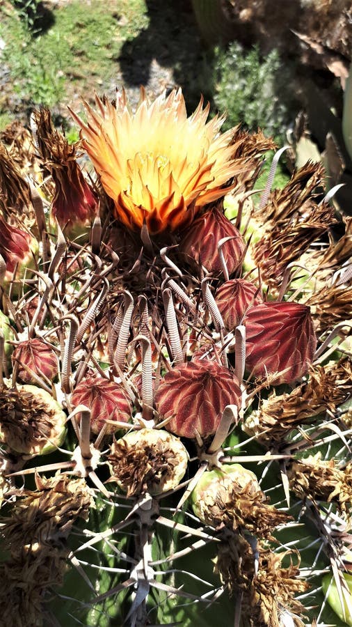 Dragão-flores-cacto Do Chile Foto de Stock - Imagem de flores, coroa:  156877960