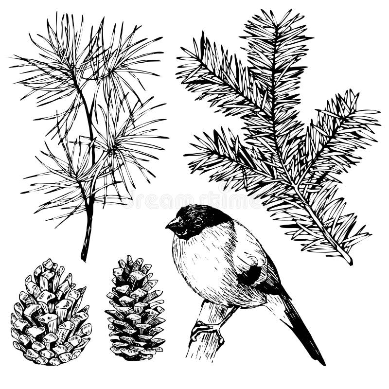 Dragen gran för vektorn sörjer handen, filialen, pineconen, domherre Tappning inristad botanisk illustration julen dekorerar nya vektor illustrationer Dragen gran för vektorn sörjer handen, filialen, pineconen, domherre Tappning inristad botanisk illustration julen dekorerar nya vektor illustrationer