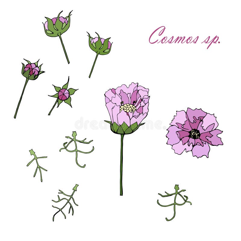 Cosmos hand drawn monochrome sketch, pink cosmos colorful flowers, green leaves from different angles design element stock vector illustration for web, for print, for coloring book. Cosmos hand drawn monochrome sketch, pink cosmos colorful flowers, green leaves from different angles design element stock vector illustration for web, for print, for coloring book