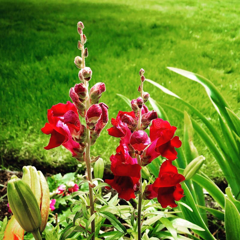Sentire Profumi Improvvisi Di Fiori Draghi improvvisi fotografia stock. Immagine di enorme - 152846890