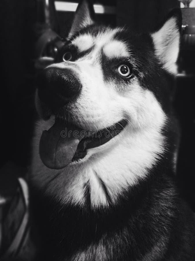 Drago stockbilder Drago stockbilder