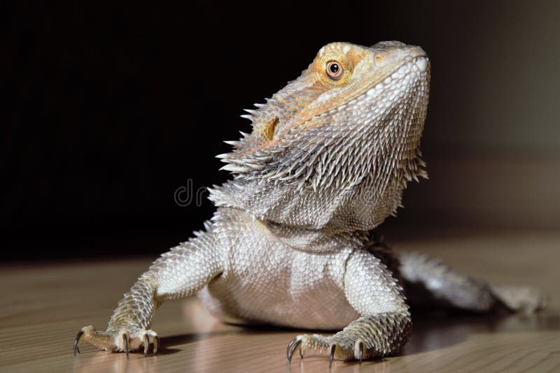 Drago della barba fotografie stock libere da diritti