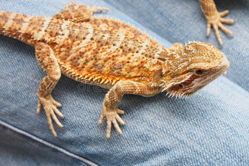 Drago della barba, il nome di questa lucertola fotografia stock