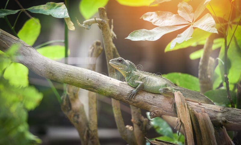 Drago di acqua verde cinese sull'albero del ramo/grandi iguane di verde della lucertola immagine stock libera da diritti Drago di acqua verde cinese sull'albero del ramo/grandi iguane di verde della lucertola immagine stock libera da diritti