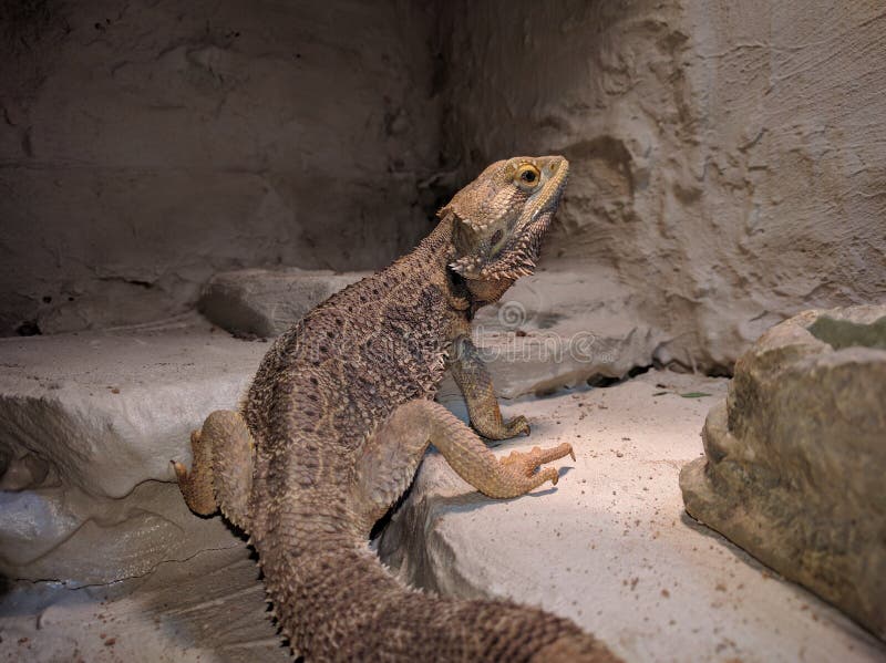 Dragon barbu de Pogona Vitticeps Bartagame images stock Dragon barbu de Pogona Vitticeps Bartagame images stock