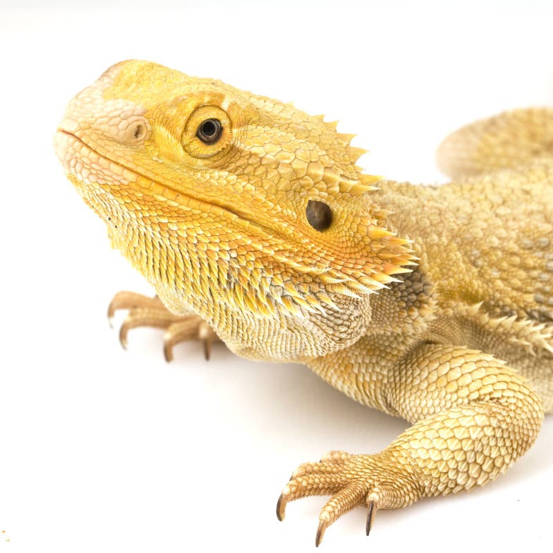 Dragon barbu (vitticeps de Pogona) photographie stock libre de droits Dragon barbu (vitticeps de Pogona) photographie stock libre de droits