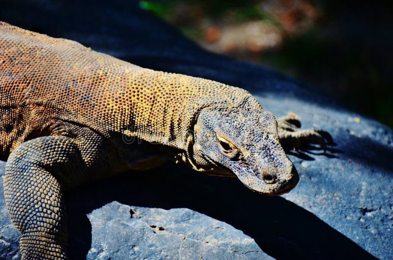 Comodo Dragon 113.0.5672.127 instal Comodo Dragon 113.0.5672.127 instal