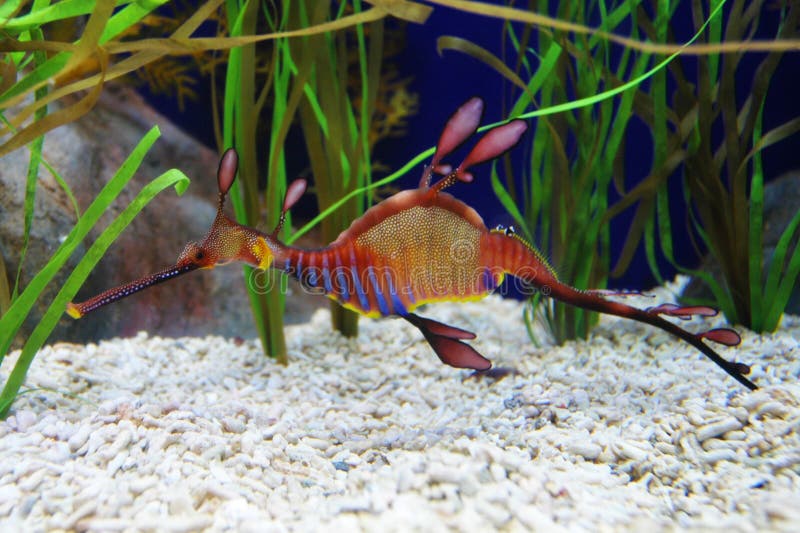 Dragon de mer photographie stock libre de droits Dragon de mer photographie stock libre de droits
