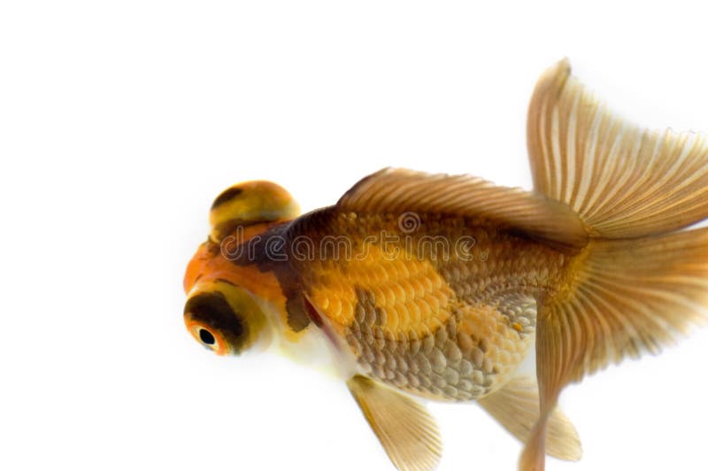 Dragon Eye Goldfish