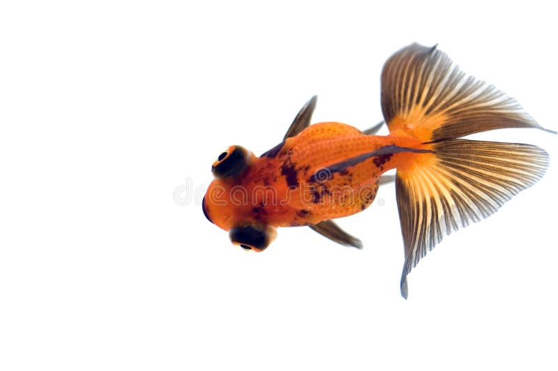 Dragon Eye Goldfish