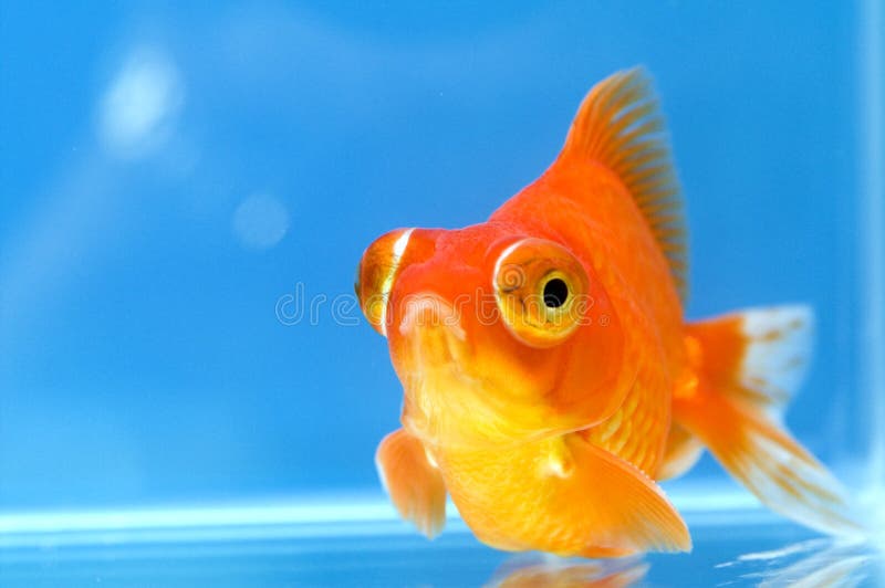 Dragon Eye Goldfish with blue