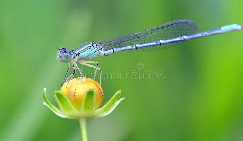 Dragon fly