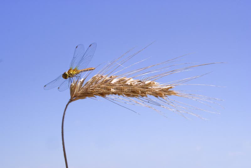 Dragon-fly on the ear of corn