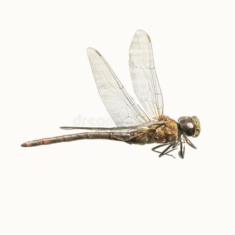 Dragon-Fly Isolated