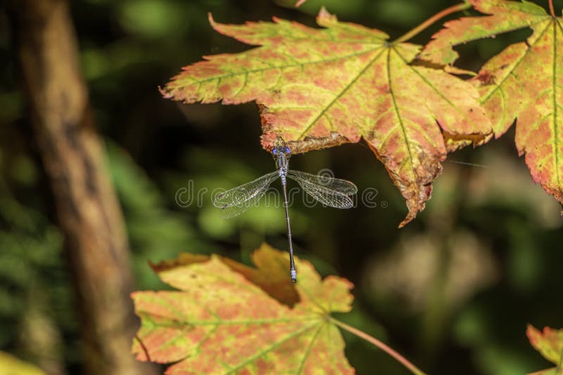Fall colored maple leaves with sitting damsel fly. Fall colored maple leaves with sitting damsel fly.