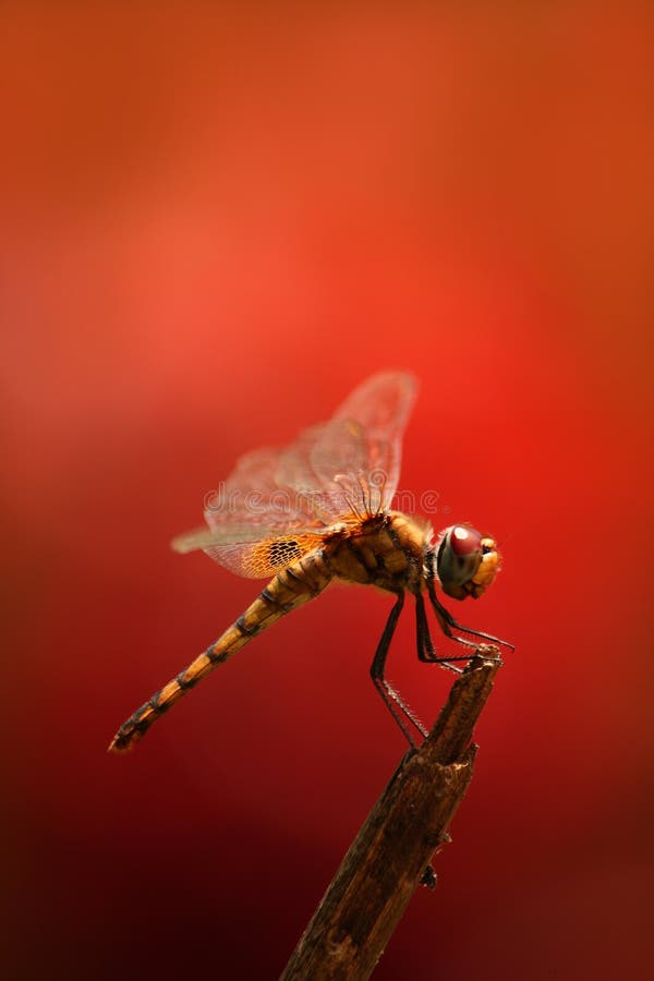 A dragon fly in a red background