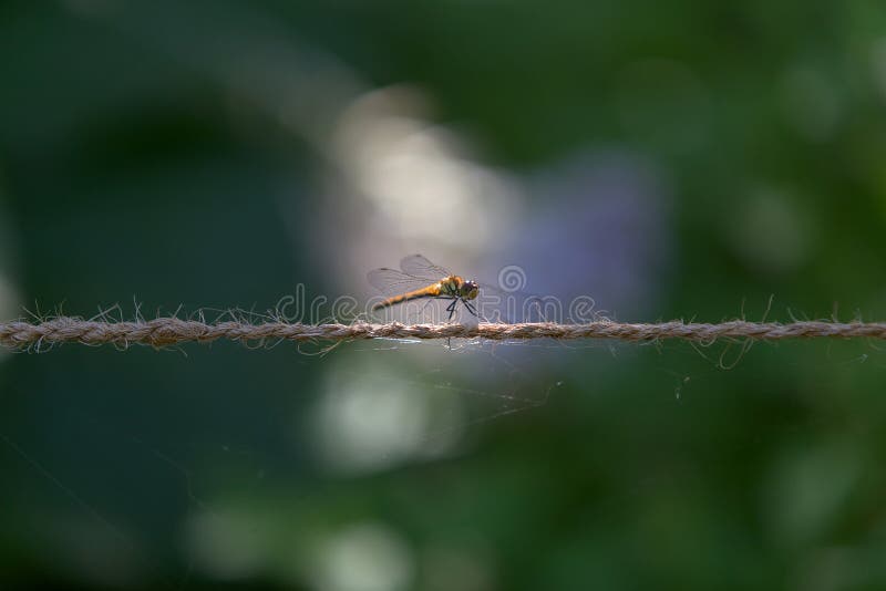 Small Rope Coiled on White Background Stock Photo - Image of bind, rope:  31524962