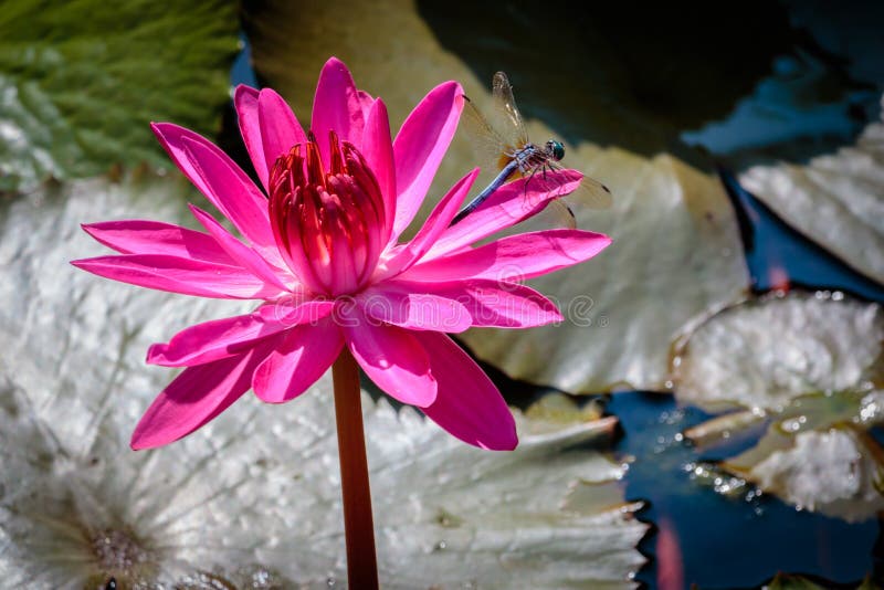 Dragon Fly sur un nénuphar rose photographie stock Dragon Fly sur un nénuphar rose photographie stock