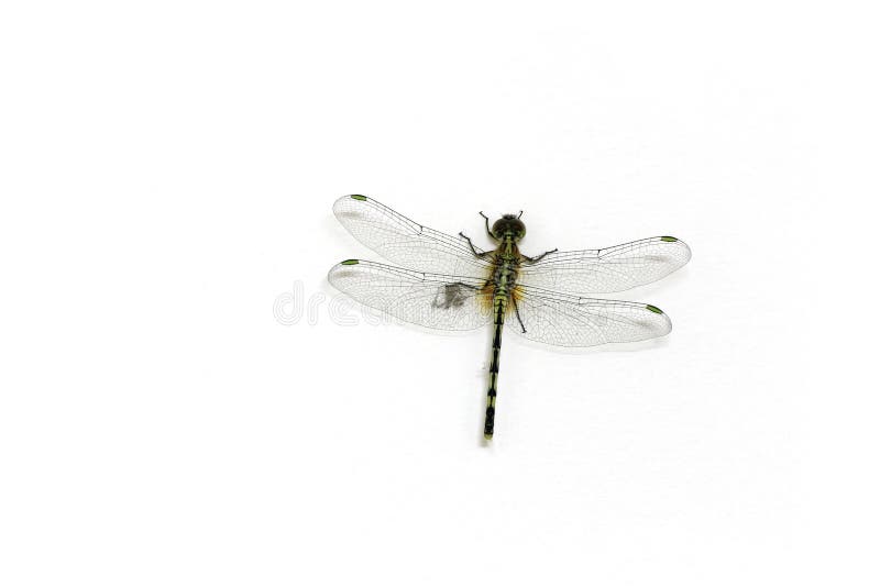 Dragon Fly with wings wide open