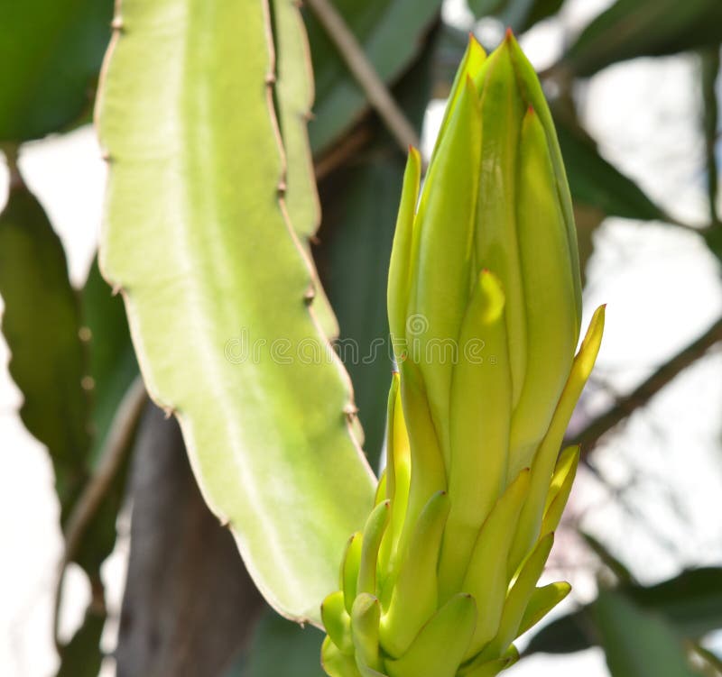 Dragon Fruit Bud Flower on Tree Stock Photo Image of agronomy