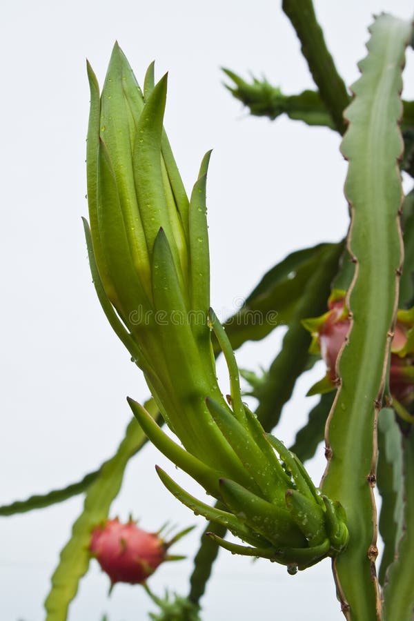 Dragon fruit bud and fruit