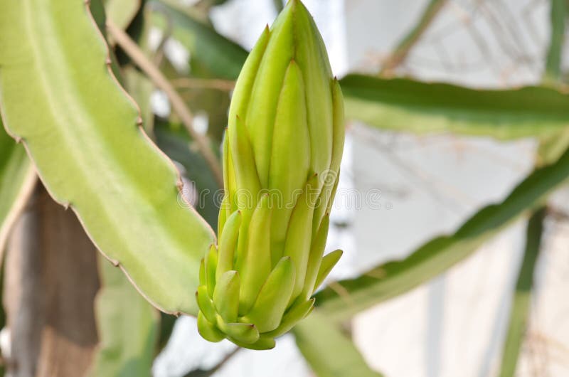 Dragon Fruit Bud on Tree in the Gardens Stock Photo Image of harvest