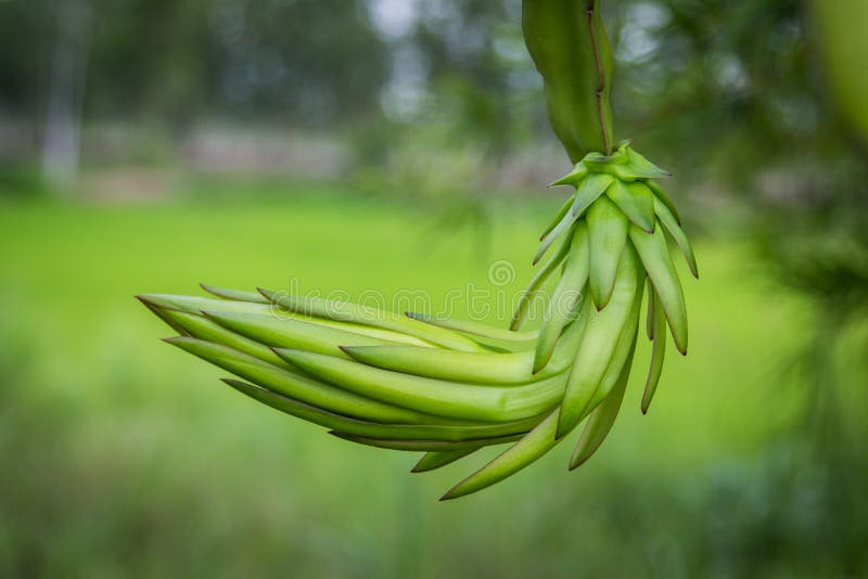 Dragon fruit bud on tree