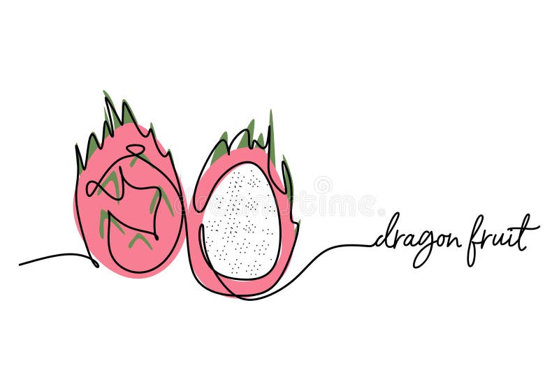 Dragon Fruit Continuous One Line Drawing, Fruit Vector Illustration ...