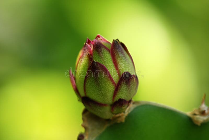 Dragon fruit flower