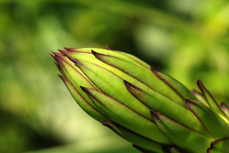 Dragon fruit flower