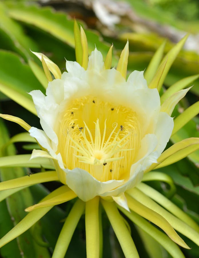 Dragon fruit flower stock image. Image of farm, gourmet 28660403