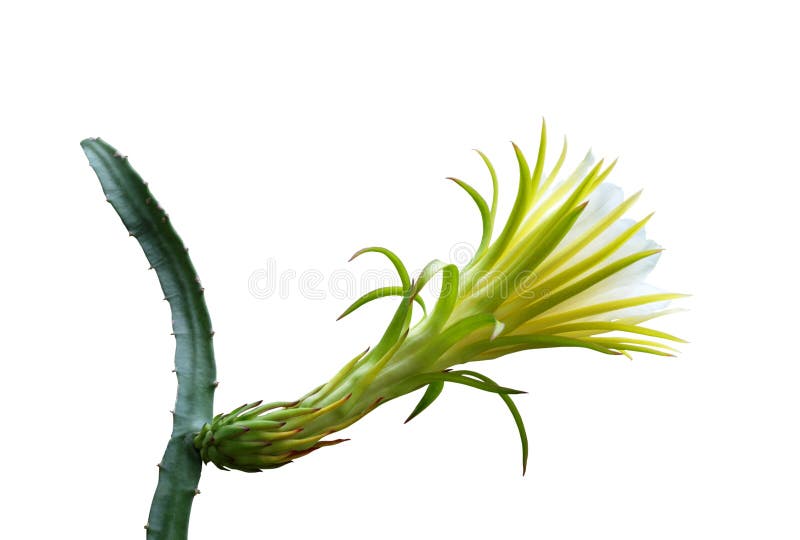 Dragon Fruit Flower Bud with Water Drops. Stock Photo Image of flower, elegant 118824522