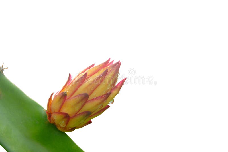 Dragon fruit flower bud. stock photo. Image of closeup 119987880