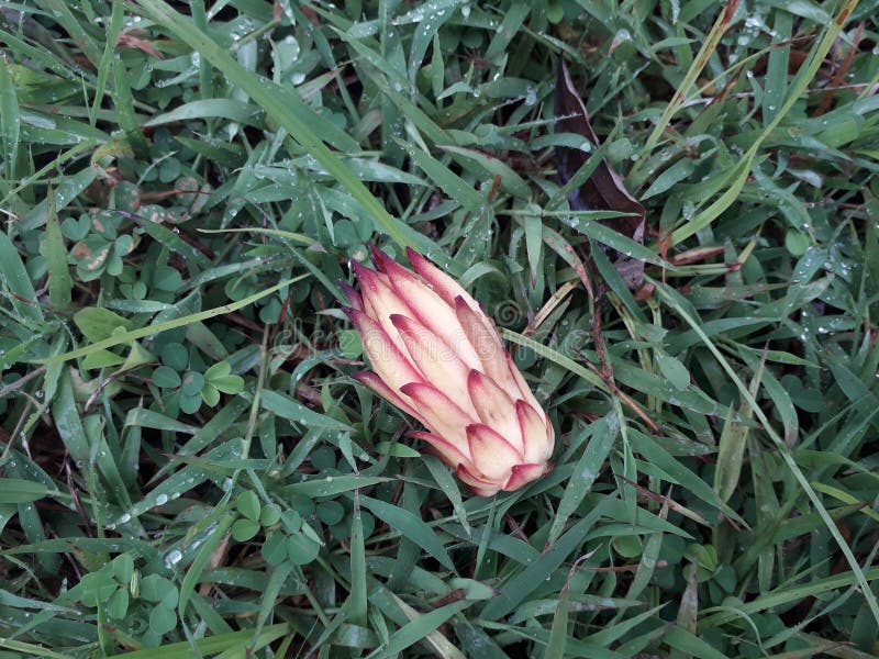 Dragon Fruit Flowers are Rotten and Fall from the Tree Stock Photo