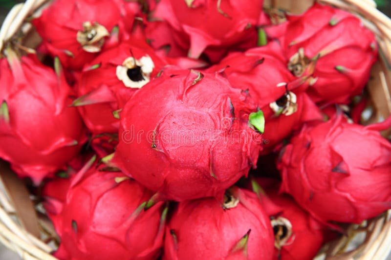 Dragon Fruit Hanging in a Tree Stock Image Image of grow, closeup 275265199