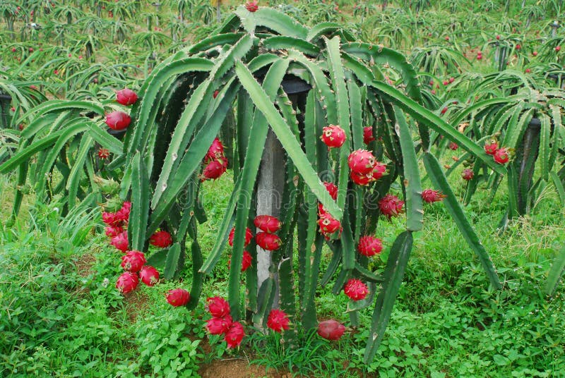 Group of red dragon fruits on tree in a plantation.