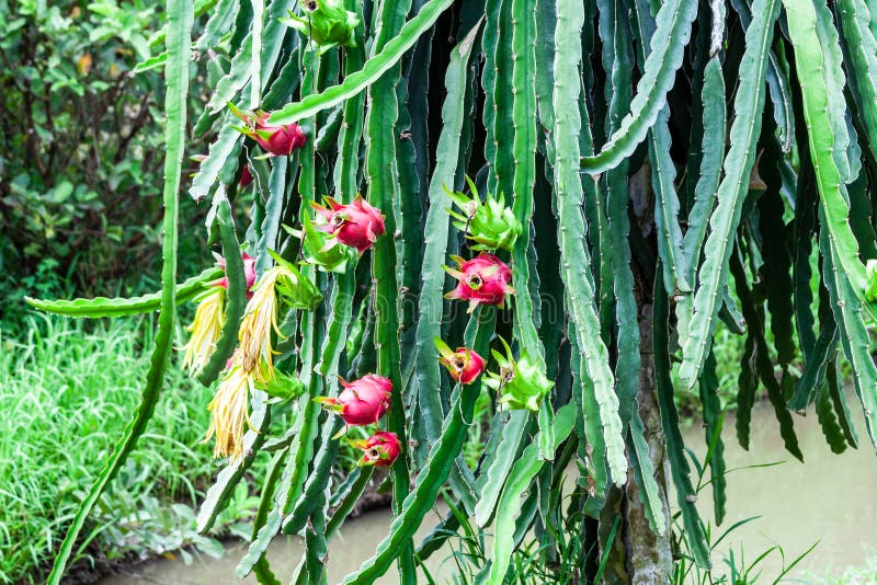 Dragon fruit stock photo. Image of fruit, natural, culture 188836486