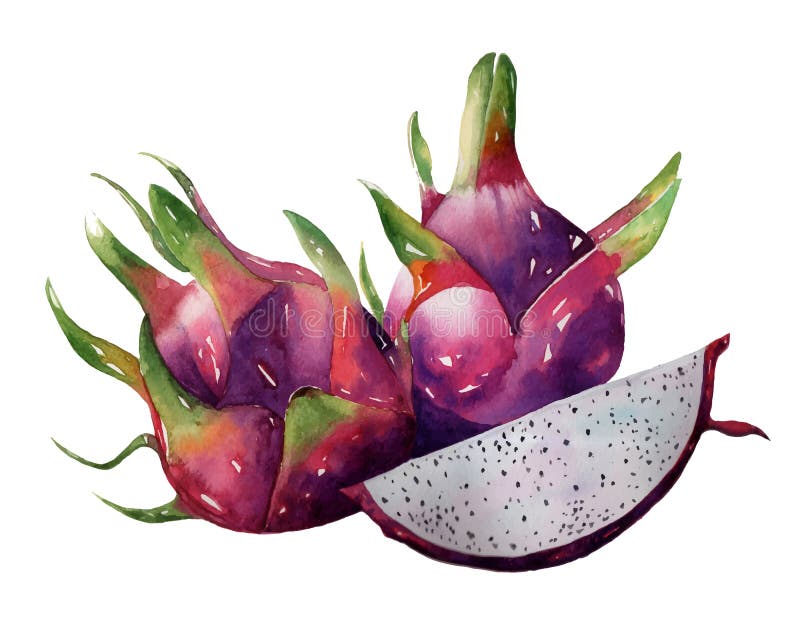 Dragon Fruit, Pitaya Watercolor Bright Color Hand Drawn Vector O Stock ...