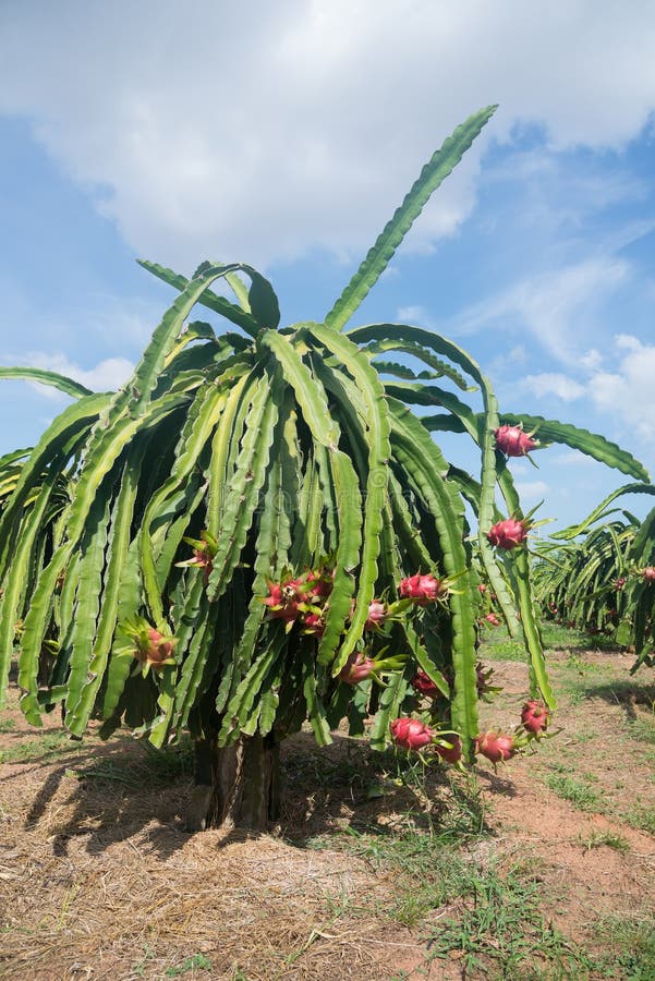 Dragon Fruit Plantation in Vietnam Stock Photo Image of pink